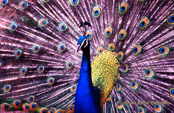 Preening-male-peacock